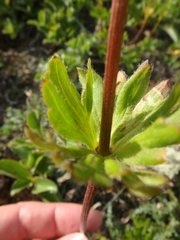 Anemonastrum sibiricum