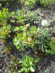 Anemonastrum sibiricum