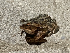Incilius marmoreus