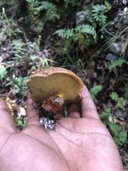 Suillus lakei