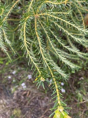 Banksia ericifolia