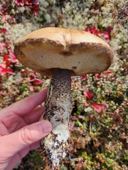 Leccinum insigne
