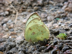 Catopsilia pyranthe