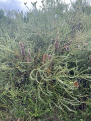 Banksia ericifolia