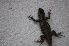 Sceloporus grammicus