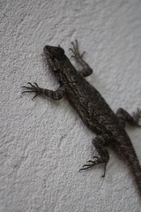 Sceloporus grammicus