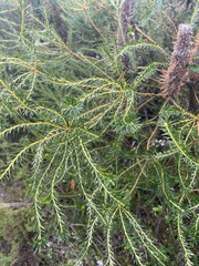 Banksia ericifolia