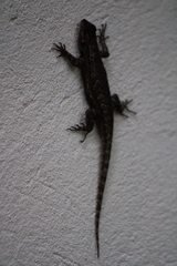 Sceloporus grammicus