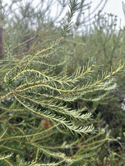 Banksia ericifolia