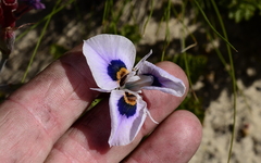 Moraea villosa