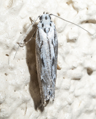 Ethmia discostrigella