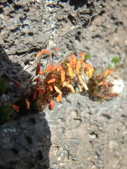 Ptychostomum capillare
