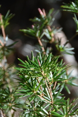 Cyathodes glauca