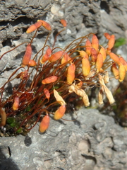 Ptychostomum capillare