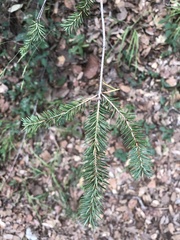 Abies vejarii