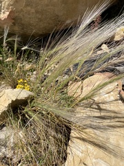 Elymus elymoides