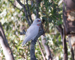Cacatua tenuirostris