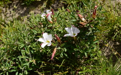Oxalis multicaulis-recticaulis-versicolor