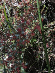 Phyllanthus hirtellus