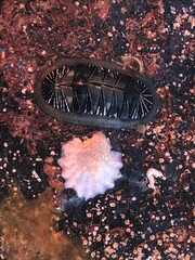 Chiton albolineatus