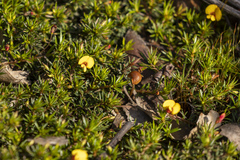 Pultenaea pedunculata