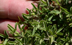 Oxalis multicaulis-recticaulis-versicolor