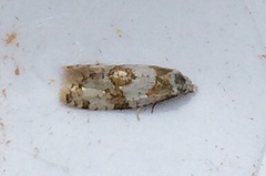 Aethes argentilimitana