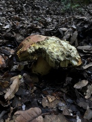 Butyriboletus