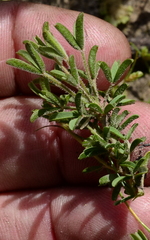 Oxalis multicaulis-recticaulis-versicolor