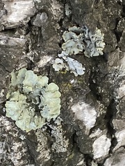 Parmelioideae