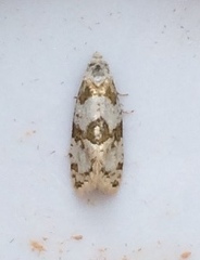 Aethes argentilimitana