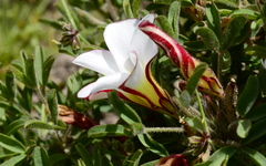 Oxalis multicaulis-recticaulis-versicolor