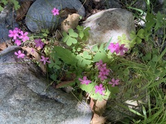 Oxalis articulata