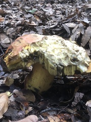 Butyriboletus