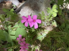 Oxalis articulata