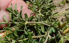 Oxalis multicaulis-recticaulis-versicolor