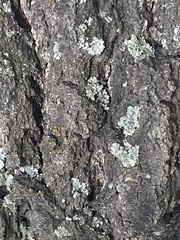 Flavoparmelia caperata