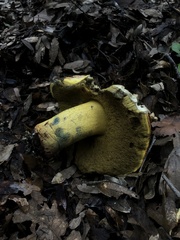 Butyriboletus