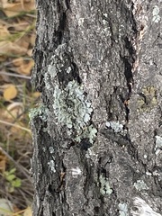Parmelioideae