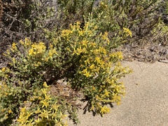 Ericameria ericoides