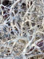 Alectoria ochroleuca