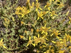 Ericameria ericoides