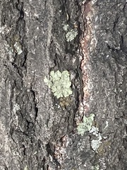 Flavoparmelia caperata