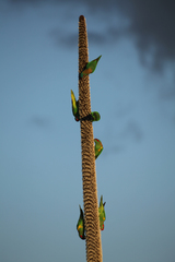 Glossopsitta concinna