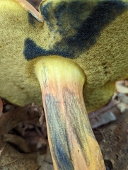 Lanmaoa carminipes