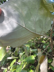 Brachyglottis repanda