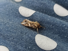 Spodoptera litura
