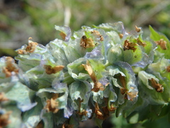 Lagotis glauca