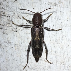 Xylotrechus sagittatus