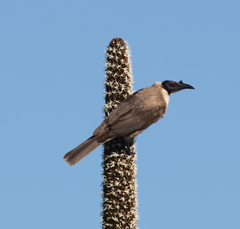 Philemon corniculatus
